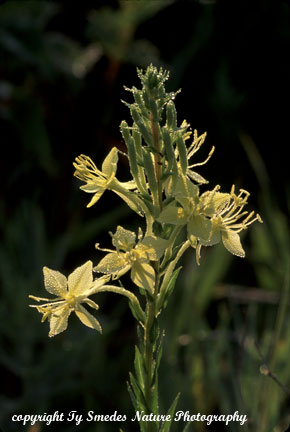 Fourpoint Evening Primrose