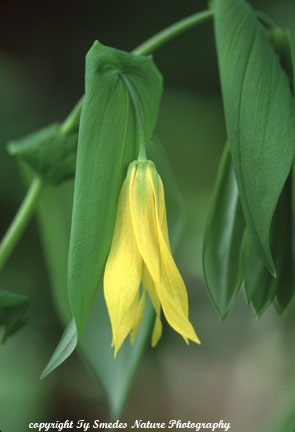 Bellwort