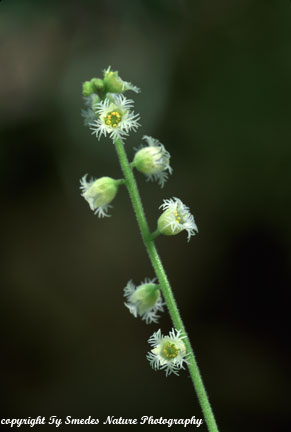Bishop's Cap