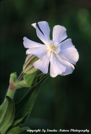 Bladder Campion