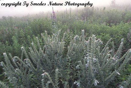 False Gromwell