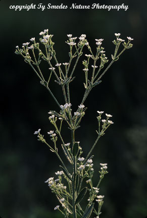 Flowering Spurge
