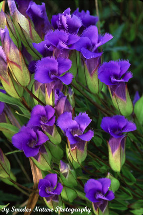 Fringed Gentian in northeast Iowa