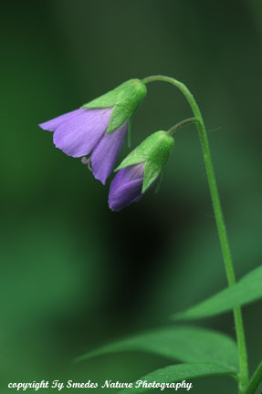 Jacob's Ladder