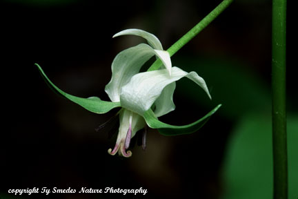 Nodding Trillium