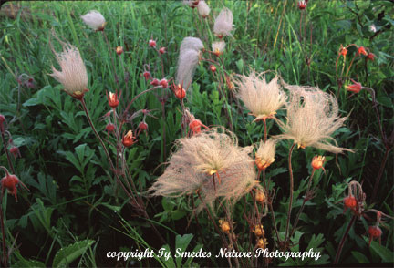 Prairie Smoke