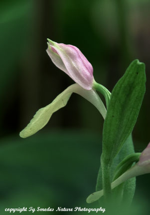 Showy Orchis
