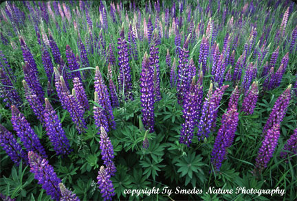 Wild Lupine