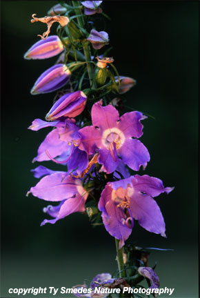 American Bellflower