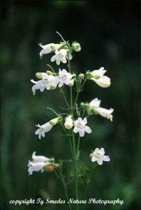 Pale Beardtongue