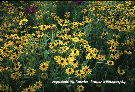 Blackeyed Susans