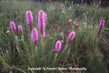 Blazing star