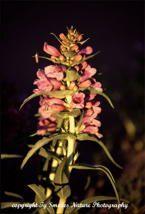 Blowout Penstemon