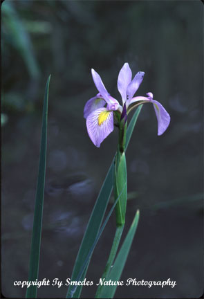 Blue Flag Iris