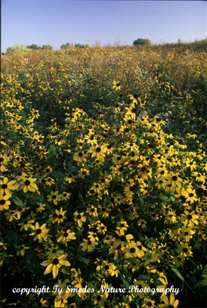 Browneyed Susans