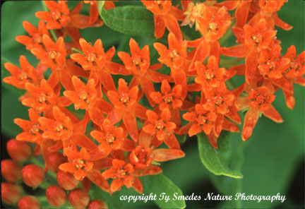 Butterfly Milkweed