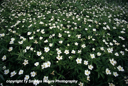 Canada Anemone