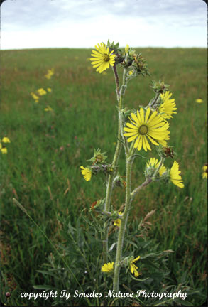 Compass Plant