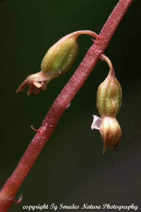 Coral-Root Orchid in central Iowa