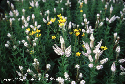 Culver's Root