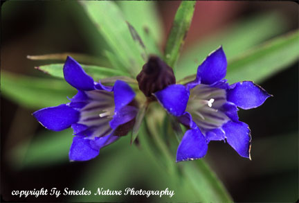Downy Gentian