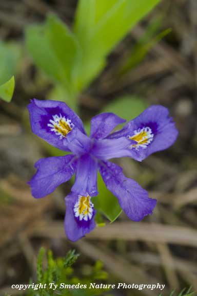 Dwarf Iris