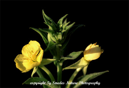 Evening Primrose