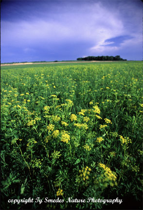 Golden Alexanders