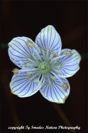 Grass of Parnassus