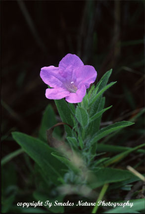 Hairy Wild Petunia