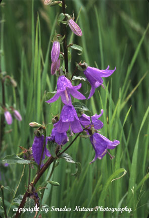 Harebell