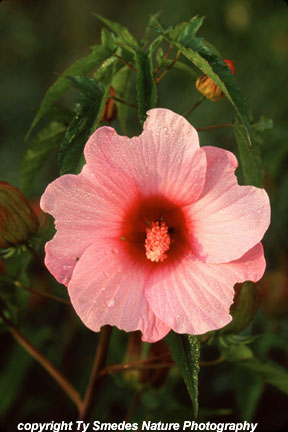 Hibiscus