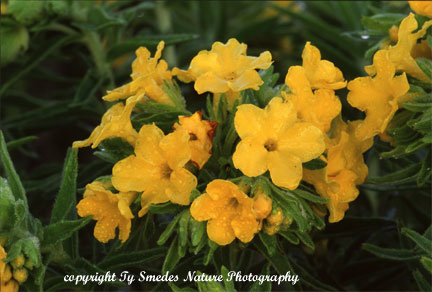 Hoary Puccoon