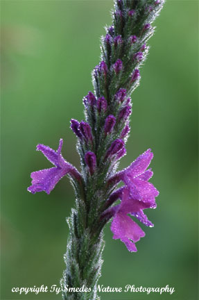 Hoary Vervain