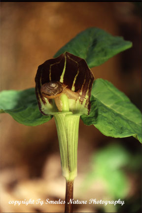 Jack In The Pulpit