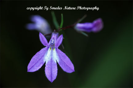 Kalm's Lobelia