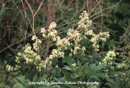 Meadow Rue