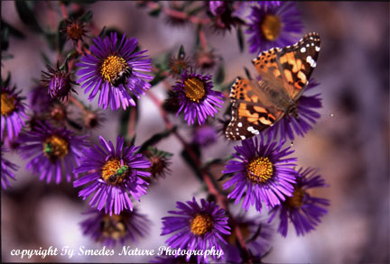New England Aster