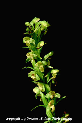 Pale Green Orchid