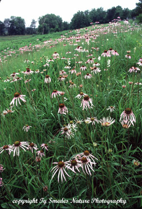 Pale Purple Coneflower