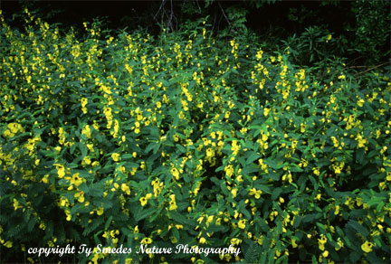 Partridge Pea