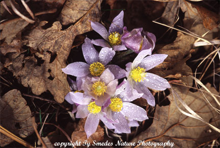 Pasque Flower