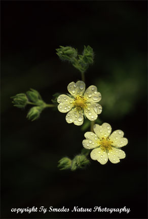 Prairie Cinquefoil