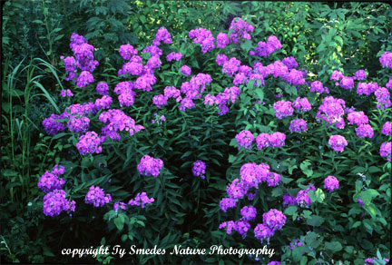 Prairie Phlox