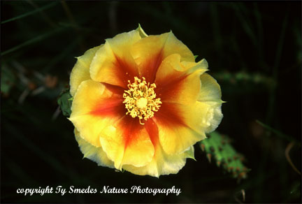 Prickley Pear Cactus