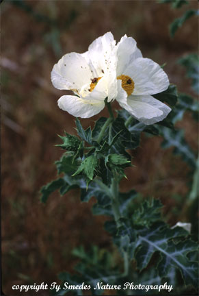 Prickly Poppy