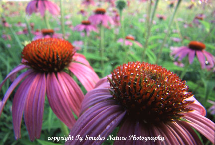Purple Coneflower
