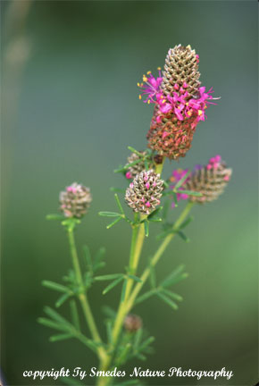 Purple Prairie Clover