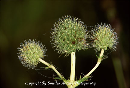 Rattlesnake Master
