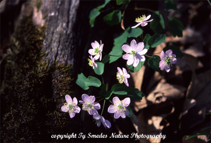 Rue Anemone